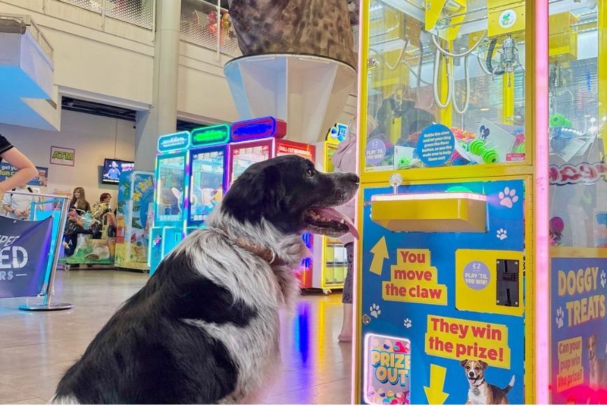 A dog sitting and looking at a claw machine labelled doggy treats